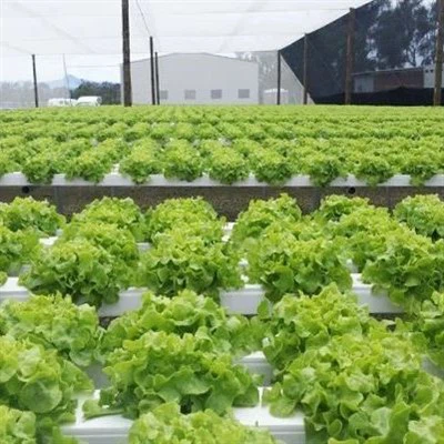 Plastenik od plastične folije od zelene salate