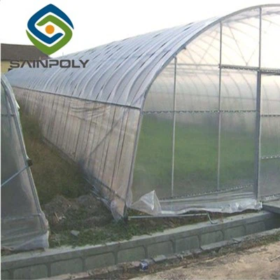 Tomato High Tunnel Greenhouse