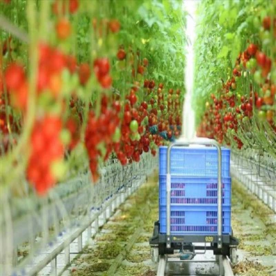 Plastenik za biljke paradajza