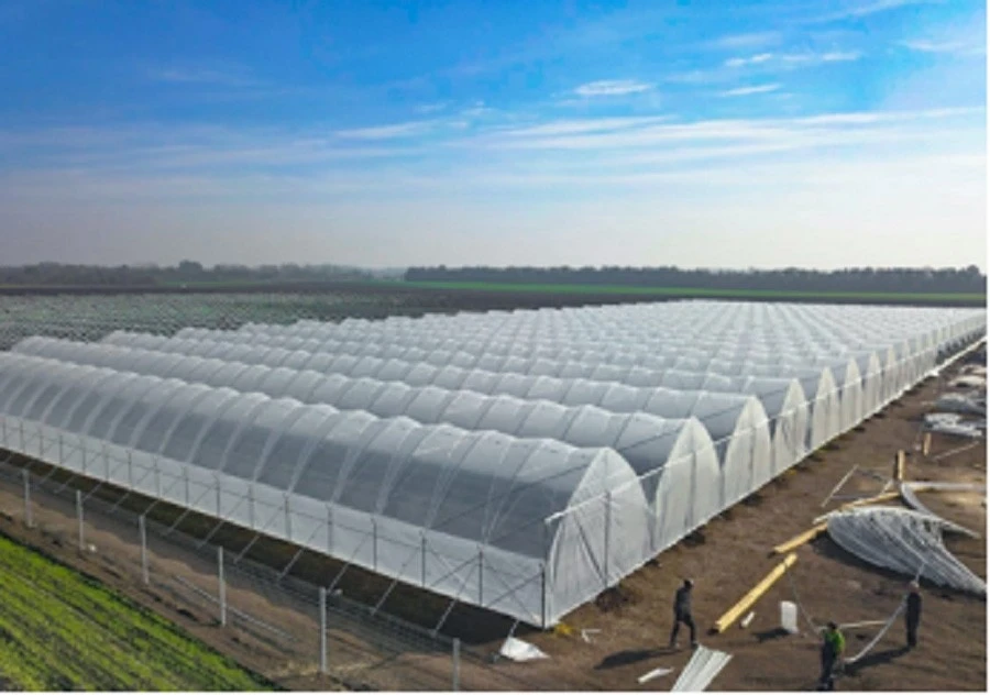 UV Protected Plastic Film Greenhouse